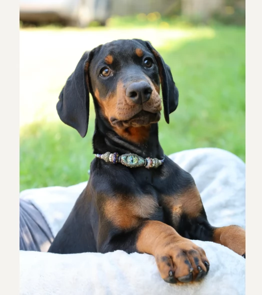 Adozione di Dobermann maschi e femmine | Foto 0