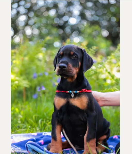 Adozione di Dobermann maschi e femmine