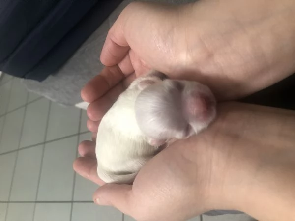 Cuccioli maltese toy
