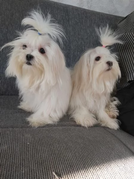 Cuccioli maltese toy | Foto 1