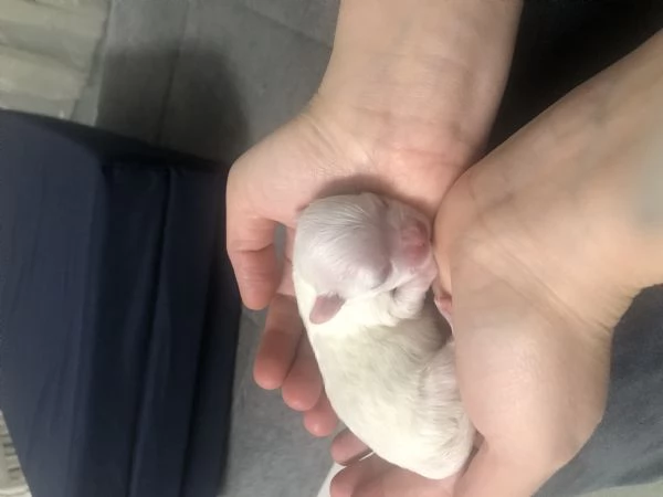 Cuccioli maltese toy | Foto 0