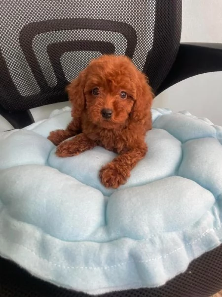 Barboncini toy cuccioli | Foto 0