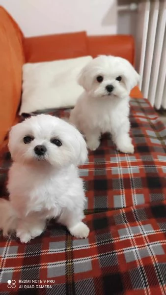 Maltese cuccioli taglia piccola con Pedigree