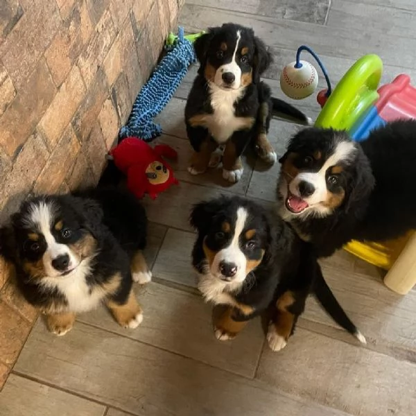 Simpatici cuccioli di montagna bernese 