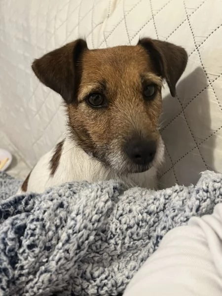 Regalo Jack Russell femmina - 2 anni