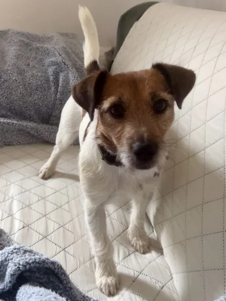Regalo Jack Russell femmina - 2 anni | Foto 2