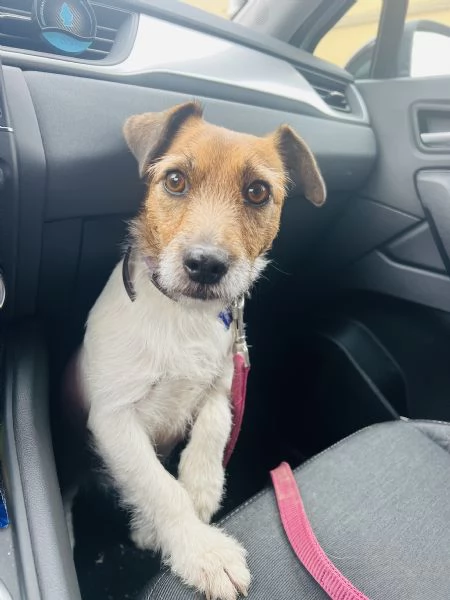 Regalo Jack Russell femmina - 2 anni | Foto 1