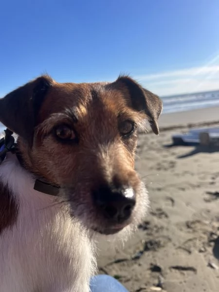 Regalo Jack Russell femmina - 2 anni | Foto 0