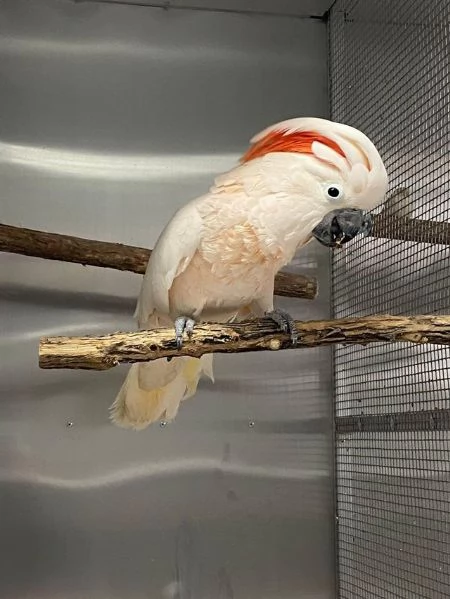 Coppia adorabili pappagalli cacatua ombrello