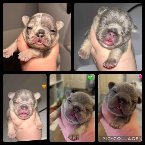 cuccioli di bulldog francese in adozione