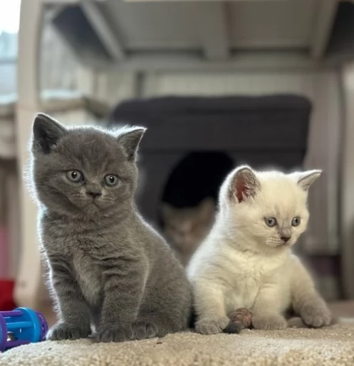 Dolcissimi Gattini British Shorthair