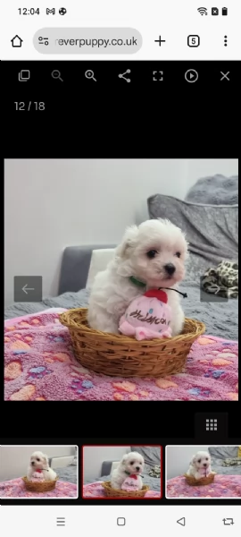 Maltese cuccioli