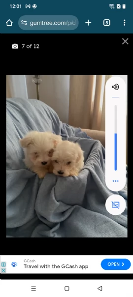 Maltese cuccioli | Foto 0