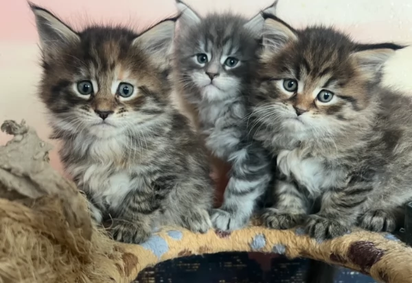 Adorabili gattini Maine Coon