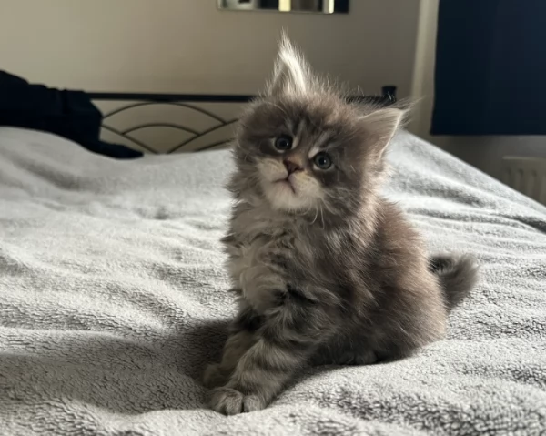 Adorabili gattini Maine Coon | Foto 0