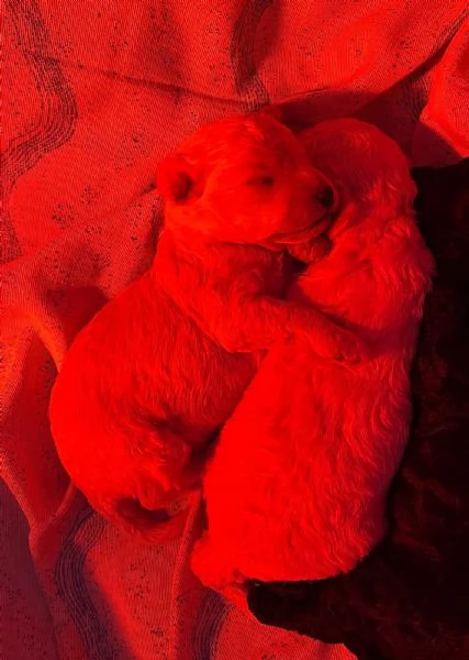 Vendita cuccioli barboncini toy taglia piccola