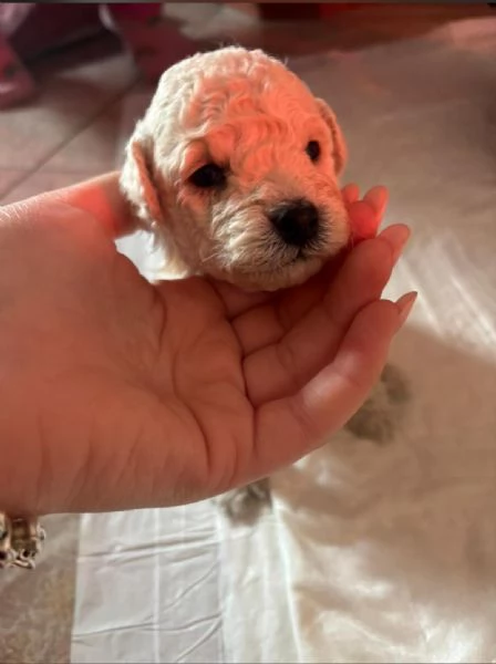 Vendita cuccioli barboncini toy taglia piccola | Foto 2