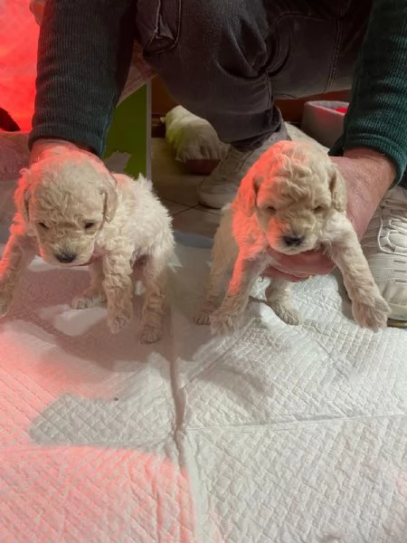 Vendita cuccioli barboncini toy taglia piccola | Foto 1