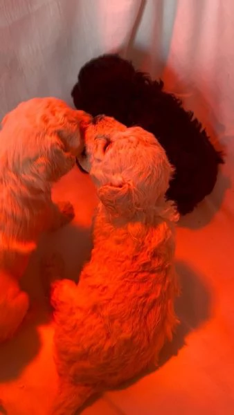 Vendita cuccioli barboncini toy taglia piccola | Foto 0