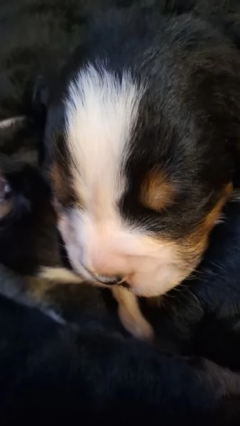 Cuccioli Bovaro del Bernese