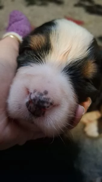 Cuccioli Bovaro del Bernese | Foto 1