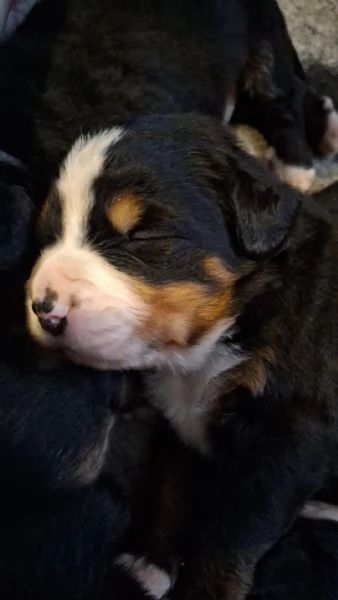 Cuccioli Bovaro del Bernese | Foto 0