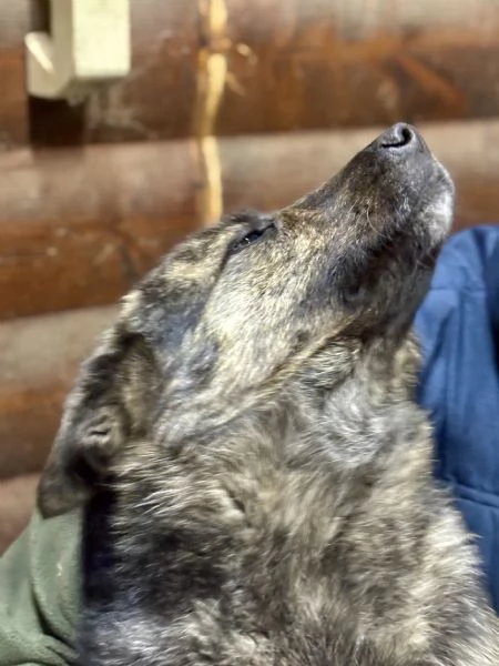 Lupina del Ventasso cerca casa! | Foto 3