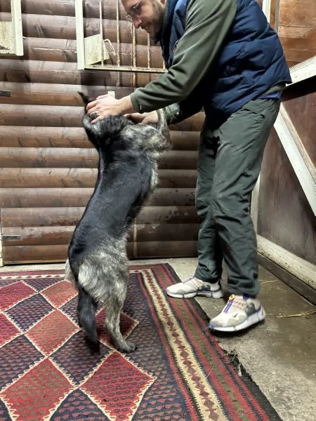 Lupina del Ventasso cerca casa! | Foto 2