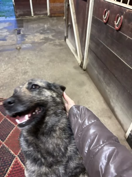 Lupina del Ventasso cerca casa! | Foto 0