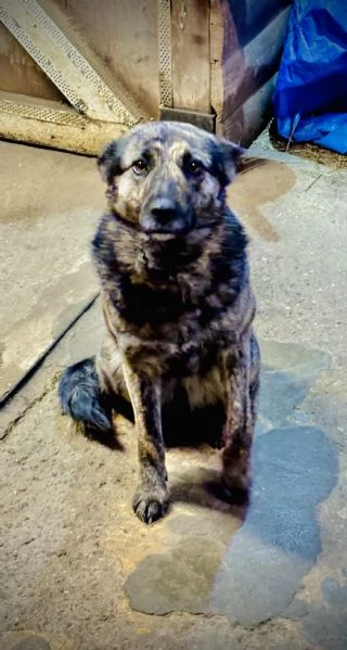 Lupina del Ventasso cerca casa!