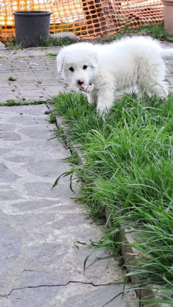 Cucciolo di Pastore Maremmano cerca casa! | Foto 1