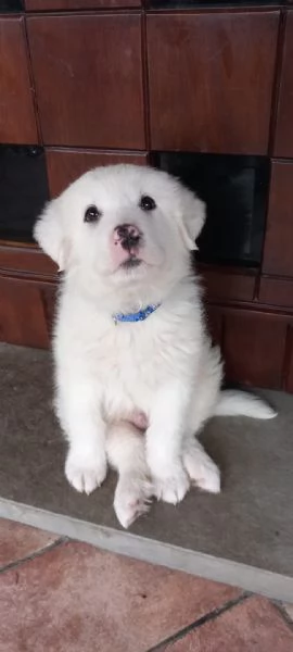 Cucciolo di Pastore Maremmano cerca casa!