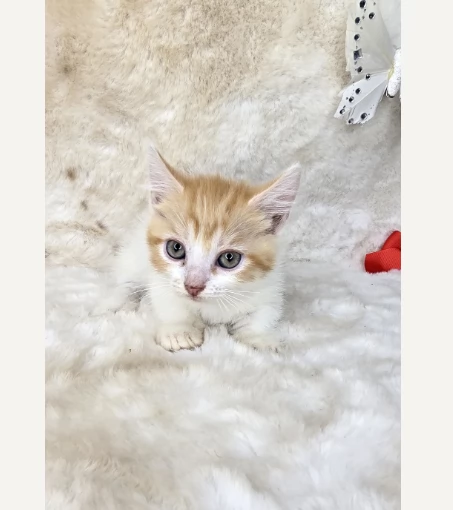 Gattini Munchkin di due mesi | Foto 0