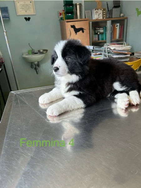 Cuccioli di alta genealogia 