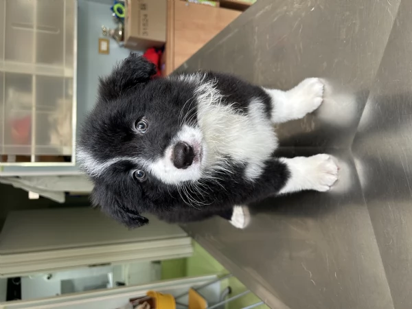 Cuccioli di alta genealogia  | Foto 10