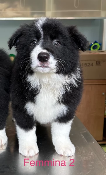 Cuccioli di alta genealogia  | Foto 9