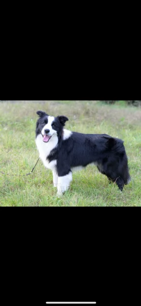 Cuccioli di alta genealogia  | Foto 7