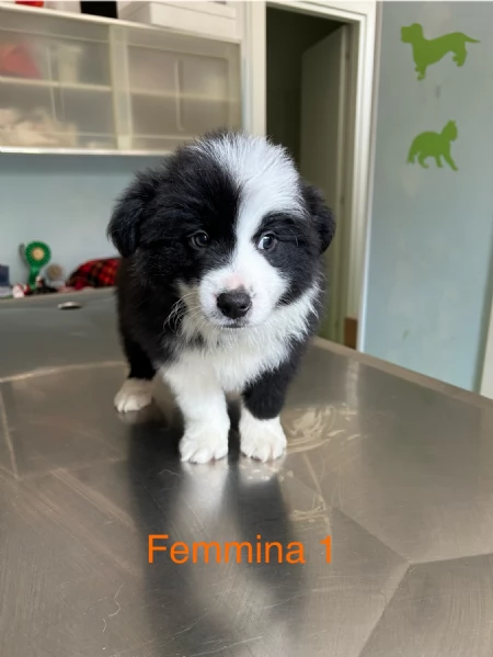 Cuccioli di alta genealogia  | Foto 5