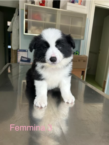 Cuccioli di alta genealogia  | Foto 3