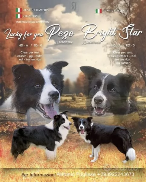 Cuccioli di alta genealogia  | Foto 2