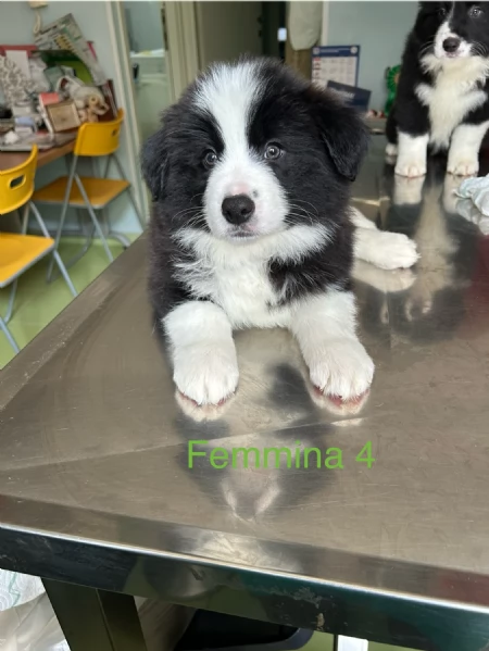 Cuccioli di alta genealogia  | Foto 1