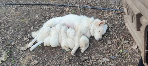 cuccioli di Pastore Maremmano-pronti a trovare casa