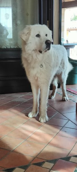 cuccioli di Pastore Maremmano-pronti a trovare casa | Foto 3