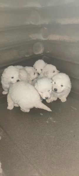 cuccioli di Pastore Maremmano-pronti a trovare casa | Foto 2