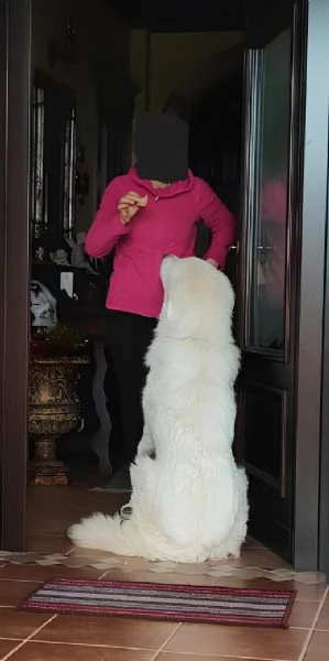 cuccioli di Pastore Maremmano-pronti a trovare casa | Foto 1