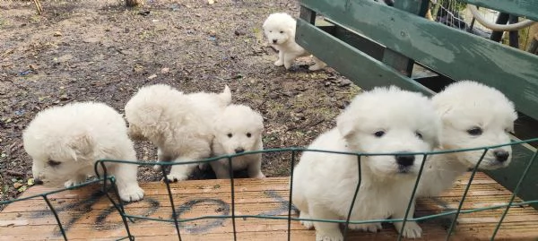 cuccioli di Pastore Maremmano-pronti a trovare casa | Foto 0