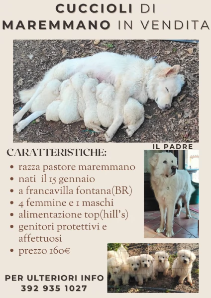 cuccioli di Pastore Maremmano