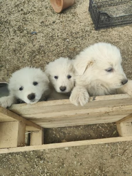 Cuccioli Pastore Maremmano Vaccinati e Sverminati | Foto 13