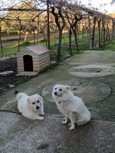 Cuccioli Pastore Maremmano Vaccinati e Sverminati | Foto 6