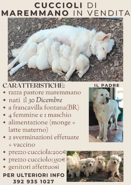 Cuccioli Pastore Maremmano Vaccinati e Sverminati